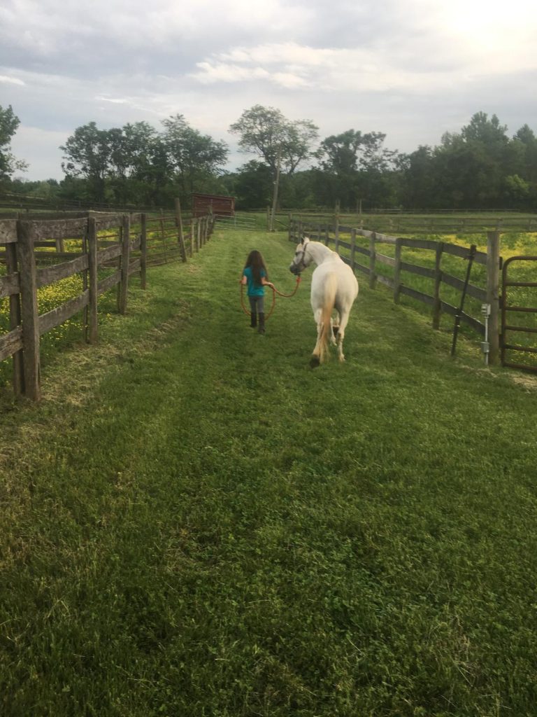 Olivia Walking Horse
